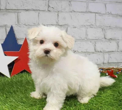Male Maltese puppy named Joseph for sale at Waggles Raleigh.