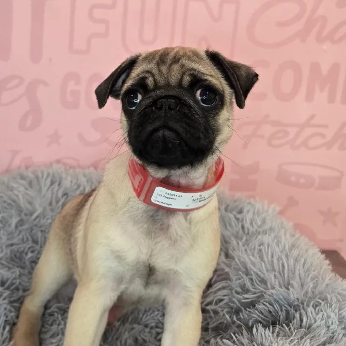 Female Pug puppy named Debra for sale at Waggles Raleigh.