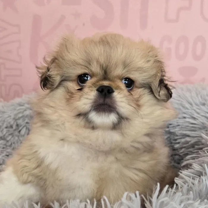 Male Pekingese puppy named Allan for sale at Waggles Raleigh.