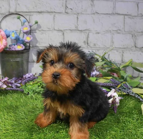 Female Yorkie puppy for sale at Waggles Greensboro.