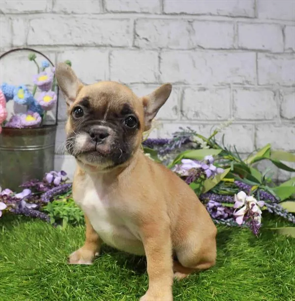 Female French Bulldog puppy named Stormy for sale at Waggles Charlotte.