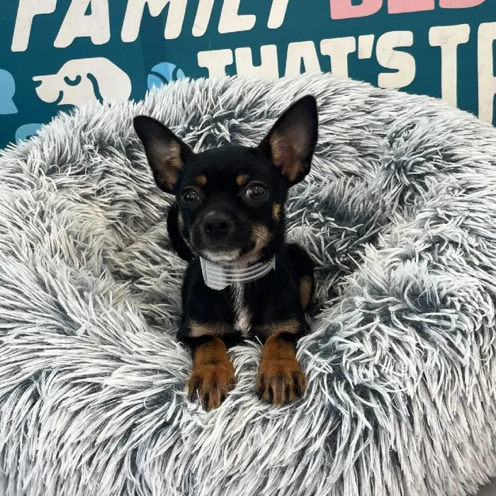 Female Chiweenie puppy named Blair for sale at Waggles Charlotte.