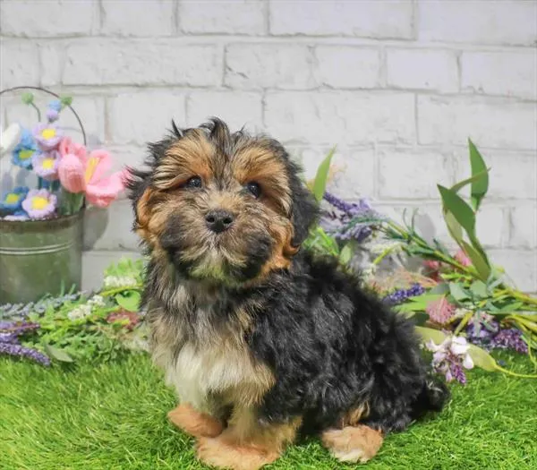 Male Yochon puppy named Griffith for sale at Waggles Greensboro.