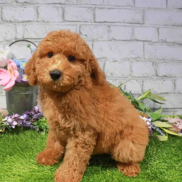Male Cockapoo puppy named Ron for sale at Waggles Raleigh.