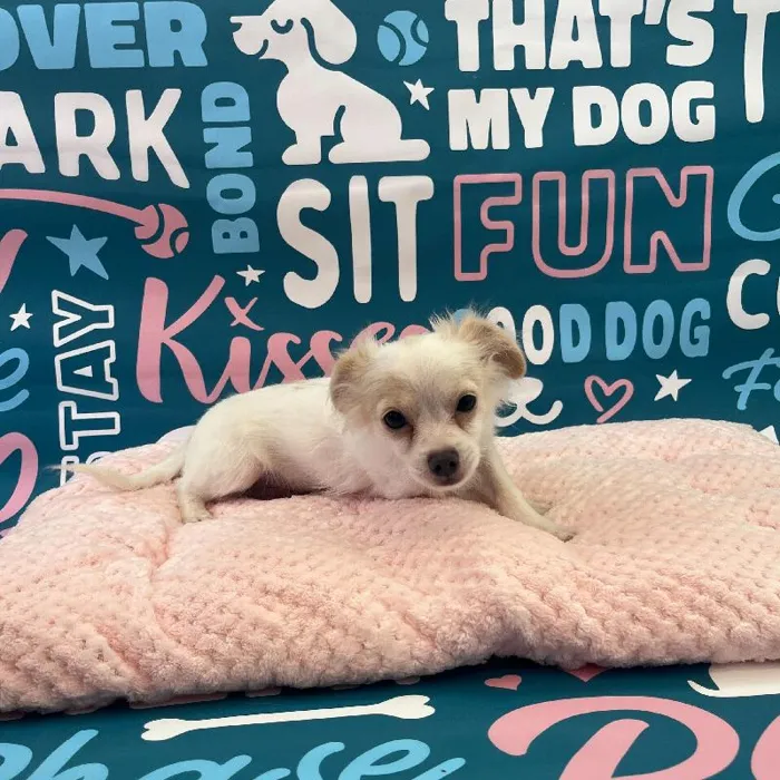 Male Chihuahua Puppy for Sale in Charlotte, NC