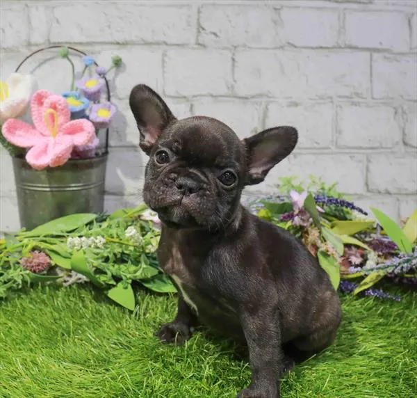 Female French Bulldog puppy named Bee for sale at Waggles Greensboro.