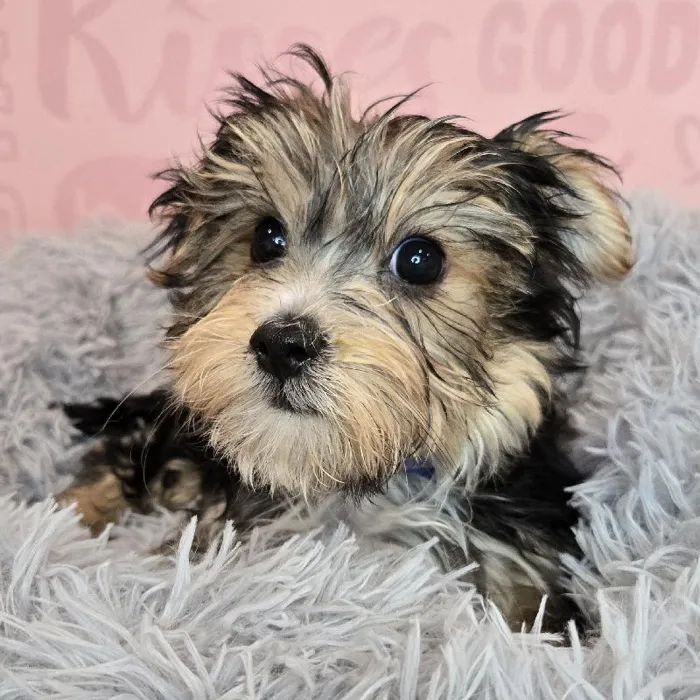 Male Morkie puppy named Josh for sale at Waggles Raleigh.