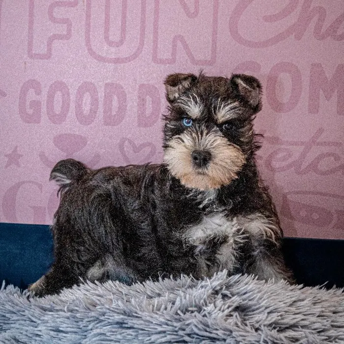 Male Mini Schnauzer puppy named Timon for sale at Waggles Greensboro.