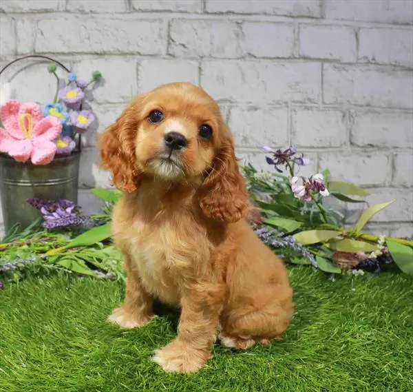 Female Cocker Spaniel puppy named Lisa for sale at Waggles Raleigh.