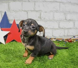 Male Chiweenie puppy named Devon for sale at Waggles Raleigh.