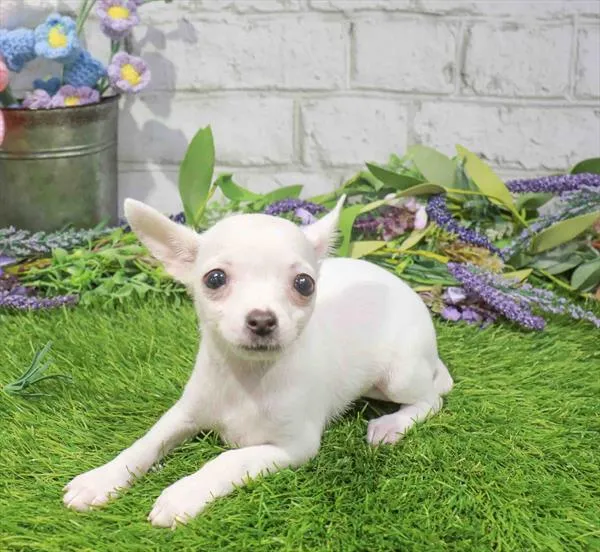 Female Chihuahua puppy named Ivy for sale at Waggles Charlotte.