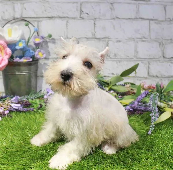 Female Mini Schnauzer puppy for sale at Waggles Raleigh.