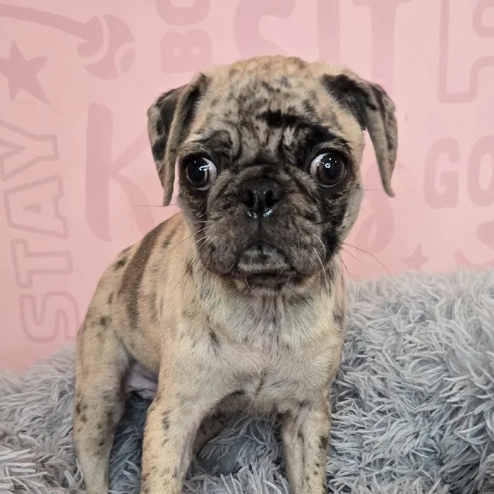 Female Pug puppy named Peggy for sale at Waggles Raleigh.
