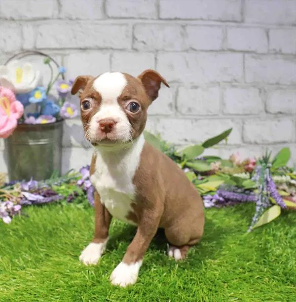 Female Boston Terrier puppy named Ariel for sale at Waggles Greensboro.