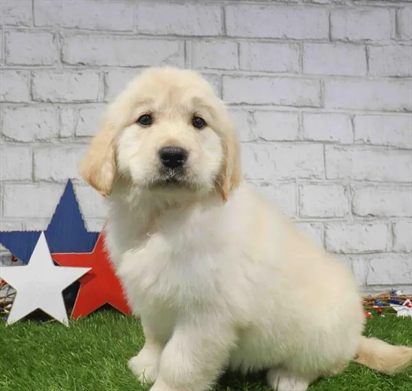 Female Golden Retriever puppy named Chloe for sale at Waggles Raleigh.