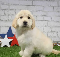 Female Golden Retriever puppy named Chloe for sale at Waggles Raleigh.