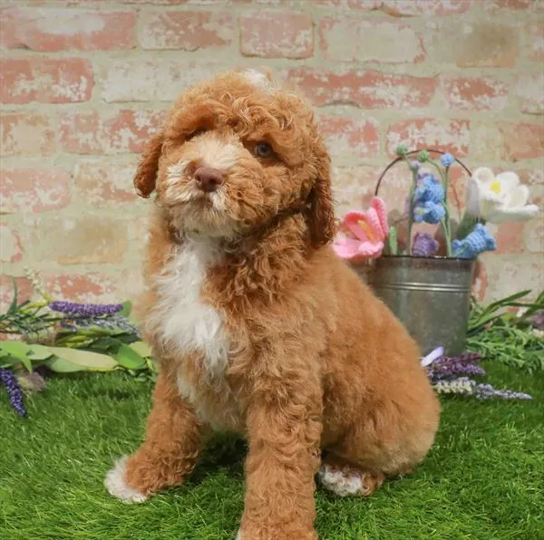 Male Cockapoo puppy named Lance for sale at Waggles Raleigh.