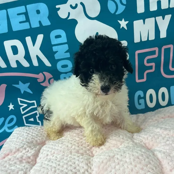 Male Mini Poodle Puppy for Sale in Charlotte, NC