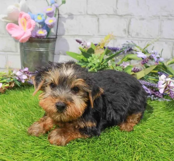Male Yorkie puppy for sale at Waggles Raleigh.