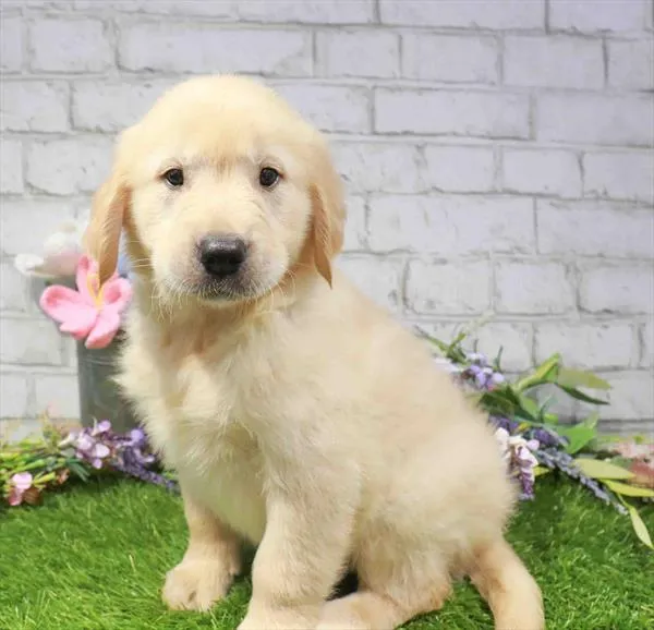 Male Golden Retriever puppy named Emmett for sale at Waggles Raleigh.