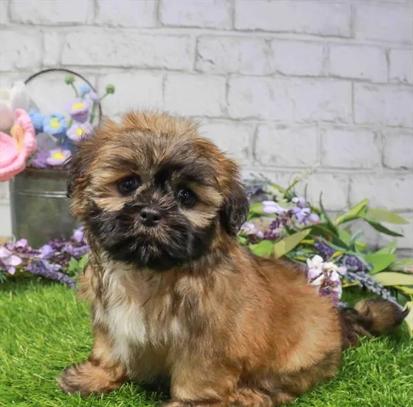 Female Shih Tzu puppy named Maui for sale at Waggles Charlotte.