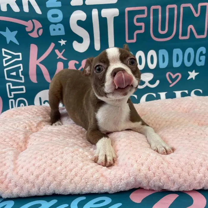 Male Boston Terrier Puppy for Sale in Charlotte, NC