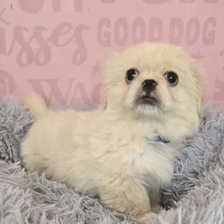 Male Pekingese puppy named Paxton for sale at Waggles Raleigh.
