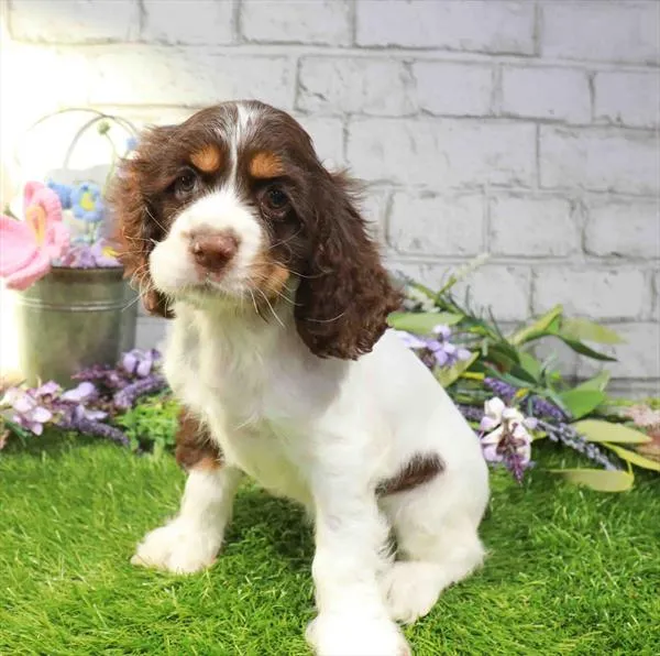 Female Cocker Spaniel puppy named Windy for sale at Waggles Charlotte.
