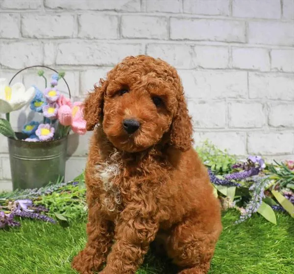 Male Mini Poodle puppy named Ivan for sale at Waggles Charlotte.