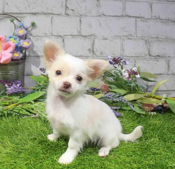 Female Chihuahua puppy named Chanel for sale at Waggles Charlotte.