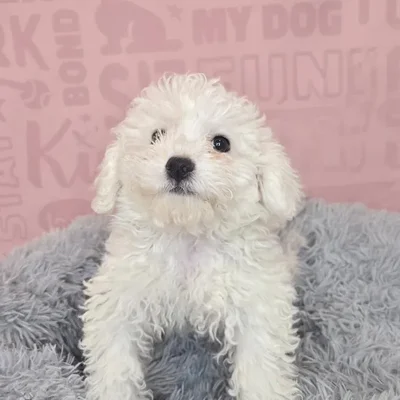 Female Bichon puppy named Anna for sale at Waggles Raleigh.