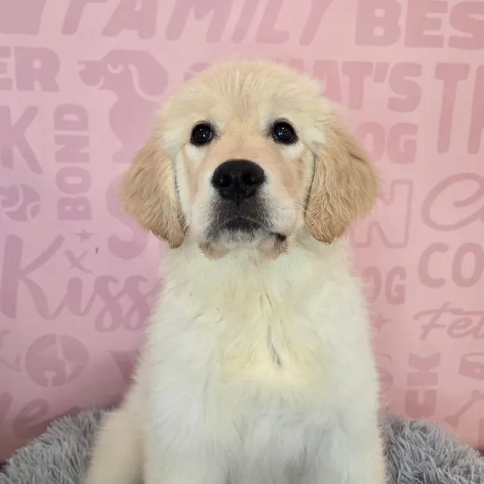 Female Golden Retriever puppy named Chloe for sale at Waggles Raleigh.