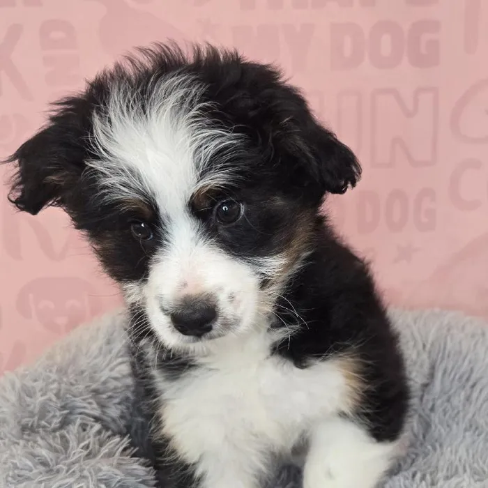 Male Mini Aussiedoodle puppy named Aaron for sale at Waggles Raleigh.
