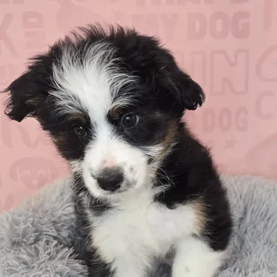 Male Mini Aussiedoodle puppy named Aaron for sale at Waggles Raleigh.