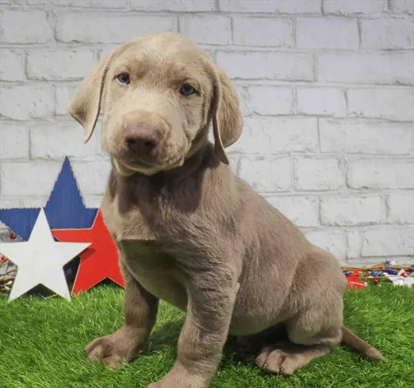 Male Labrador Retriever puppy named Leo for sale at Waggles Raleigh.