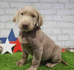 Male Labrador Retriever puppy named Leo for sale at Waggles Raleigh.