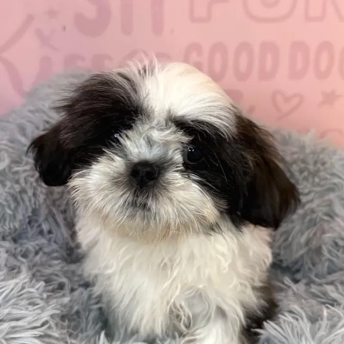 Male Malshi puppy named Liam for sale at Waggles Raleigh.