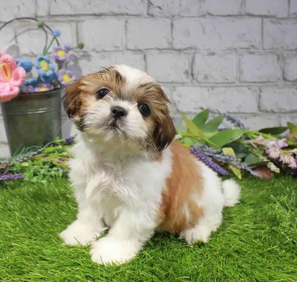 Female Shih Tzu puppy named Winnie for sale at Waggles Charlotte.