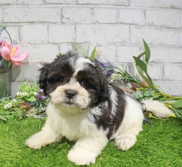 Female Shipoo puppy named Agatha for sale at Waggles Raleigh.