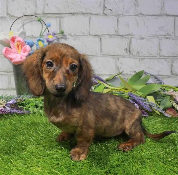 Female Dachshund puppy named Ellie for sale at Waggles Charlotte.