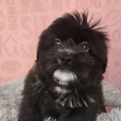 Male Teddy Bear puppy named Victor for sale at Waggles Raleigh.