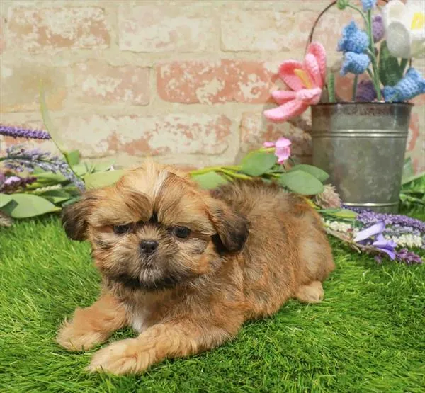 Male Shih Tzu puppy named Bodi for sale at Waggles Raleigh.