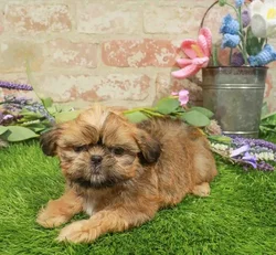 Male Shih Tzu puppy named Bodi for sale at Waggles Raleigh.