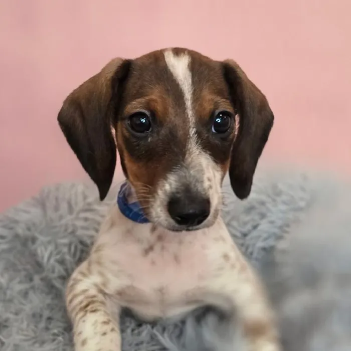 Male Dachshund puppy named Jimmy for sale at Waggles Raleigh.