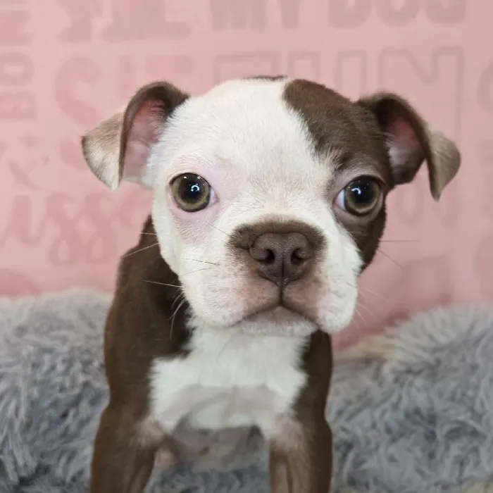 Female Boston Terrier puppy named Emma for sale at Waggles Raleigh.