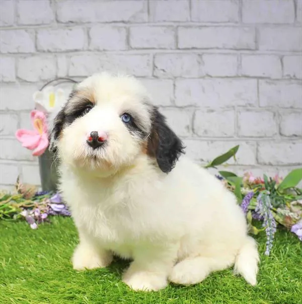 Male Mini Bernedoodle puppy named Yoshi for sale at Waggles Greensboro.
