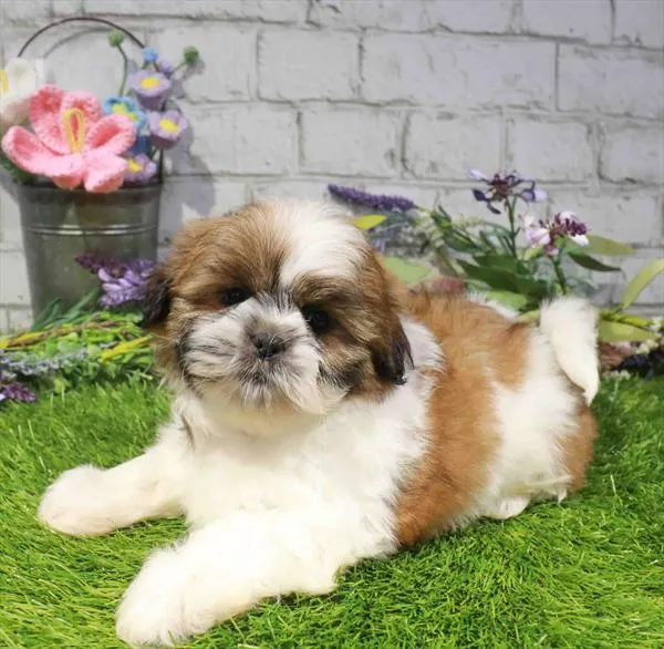 Male Shih Tzu puppy for sale at Waggles Raleigh.