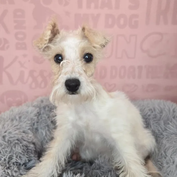 Male Schnoodle puppy named Finley for sale at Waggles Raleigh.