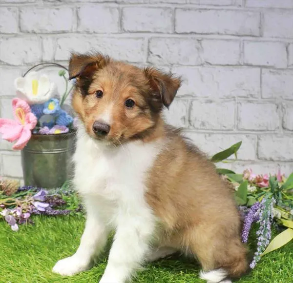 Male Sheltie puppy for sale at Waggles Raleigh.