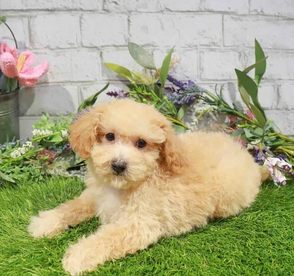 Female Mini Poodle puppy named Penelope for sale at Waggles Raleigh.